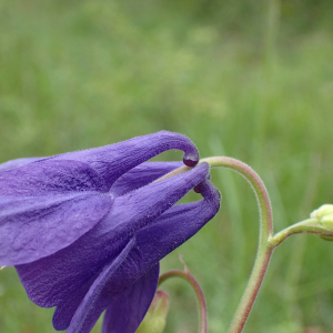 Photographie n°2420814 du taxon Aquilegia vulgaris L.