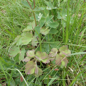 Photographie n°2420815 du taxon Aquilegia vulgaris L.