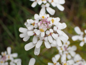 Sylvain Piry, le 12 mai 2020 (Cornus (Cornus, Plateau de Guilhaumard, près Montservier))