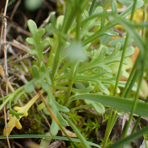 Photographie n°2420828 du taxon Iberis pinnata L.