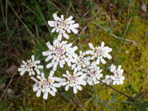 Sylvain Piry, le 12 mai 2020 (Cornus (Cornus, Plateau de Guilhaumard, près Montservier))