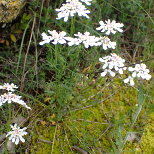 Photographie n°2420830 du taxon Iberis pinnata L.