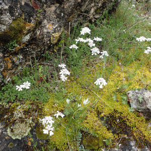 Photographie n°2420831 du taxon Iberis pinnata L.