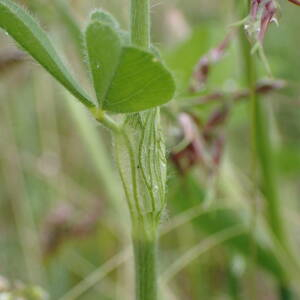 Photographie n°2420837 du taxon Trifolium incarnatum L.