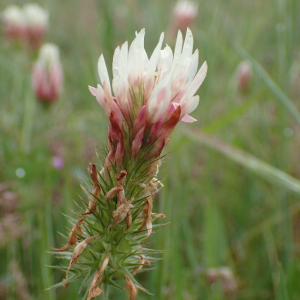 Photographie n°2420838 du taxon Trifolium incarnatum L.