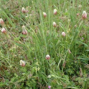 Photographie n°2420840 du taxon Trifolium incarnatum L.