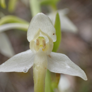 Photographie n°2420847 du taxon Platanthera bifolia (L.) Rich.