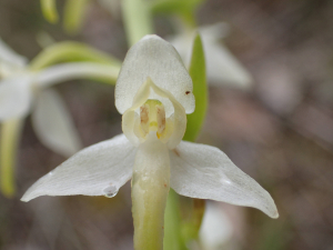 Sylvain Piry, le 12 mai 2020 (Cornus (Cornus, Plateau de Guilhaumard))