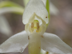 Sylvain Piry, le 12 mai 2020 (Cornus (Cornus, Plateau de Guilhaumard))