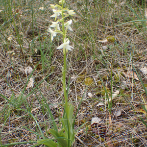 Photographie n°2420852 du taxon Platanthera bifolia (L.) Rich.