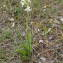  Sylvain Piry - Platanthera bifolia (L.) Rich. [1817]