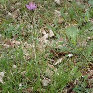  - Podospermum purpureum (L.) W.D.J.Koch & Ziz