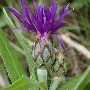 Cyanus triumfettii subsp. aligera (Gugler) auct. (Bleuet vivace)