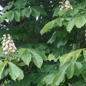 Photographie n°2420906 du taxon Aesculus hippocastanum L. [1753]