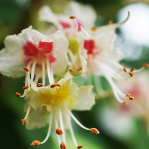 Photographie n°2420912 du taxon Aesculus hippocastanum L. [1753]