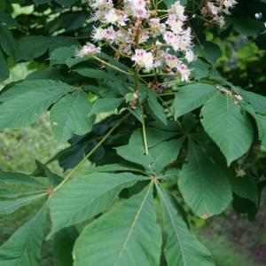 Photographie n°2420922 du taxon Aesculus hippocastanum L. [1753]