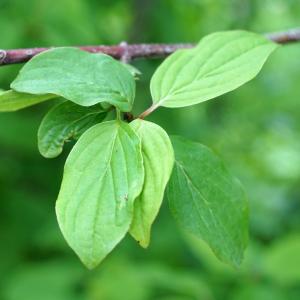 Photographie n°2420930 du taxon Cornus sanguinea L.