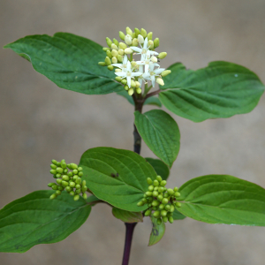 Photographie n°2420932 du taxon Cornus sanguinea L.