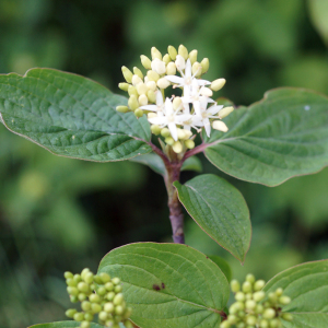 Photographie n°2420938 du taxon Cornus sanguinea L.