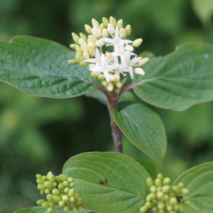 Photographie n°2420939 du taxon Cornus sanguinea L.