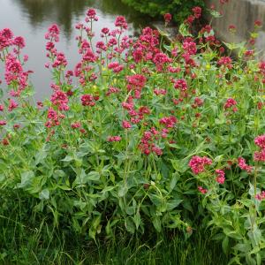 Photographie n°2420941 du taxon Centranthus ruber (L.) DC.