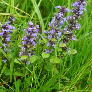 Photographie n°2420962 du taxon Ajuga reptans L.