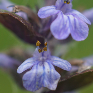 Photographie n°2420967 du taxon Ajuga reptans L.