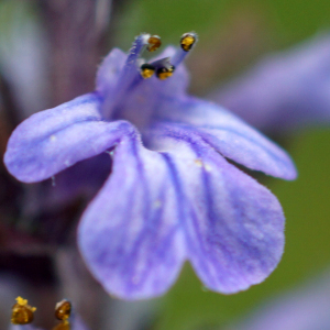 Photographie n°2420969 du taxon Ajuga reptans L.