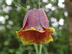 Sylvain Piry, le 12 mai 2020 (Cornus (Cornus, Plateau de Guilhaumard))