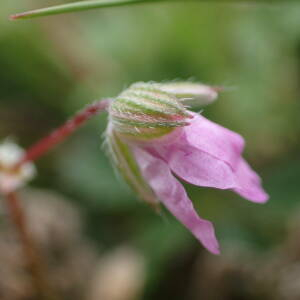 Photographie n°2420993 du taxon Erodium cicutarium (L.) L'Hér.