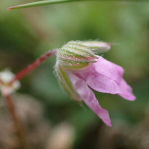 Photographie n°2420994 du taxon Erodium cicutarium (L.) L'Hér.