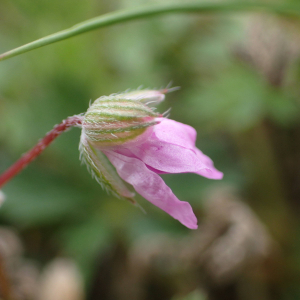 Photographie n°2420995 du taxon Erodium cicutarium (L.) L'Hér.