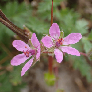 Photographie n°2420997 du taxon Erodium cicutarium (L.) L'Hér.