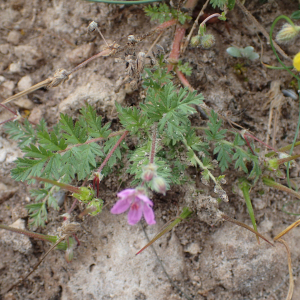 Photographie n°2421000 du taxon Erodium cicutarium (L.) L'Hér.