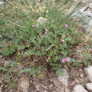 Photographie n°2421002 du taxon Erodium cicutarium (L.) L'Hér.