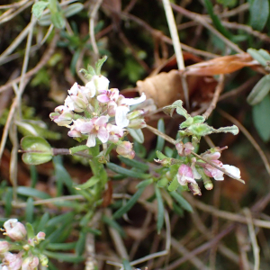 Photographie n°2421007 du taxon Iberis saxatilis L.