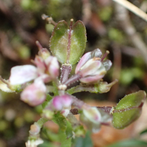 Photographie n°2421009 du taxon Iberis saxatilis L.