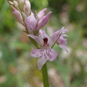 Photographie n°2421018 du taxon Dactylorhiza fuchsii (Druce) Soó