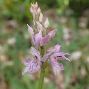 Photographie n°2421020 du taxon Dactylorhiza fuchsii (Druce) Soó