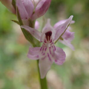 Photographie n°2421021 du taxon Dactylorhiza fuchsii (Druce) Soó