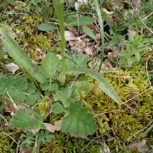 Photographie n°2421022 du taxon Dactylorhiza fuchsii (Druce) Soó