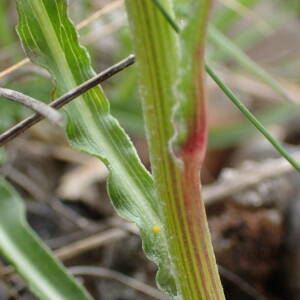 Photographie n°2421038 du taxon Scorzonera hispanica subsp. asphodeloides (Wallr.) Arcang.