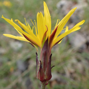 Photographie n°2421039 du taxon Scorzonera hispanica subsp. asphodeloides (Wallr.) Arcang.