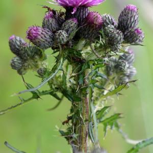 Photographie n°2421050 du taxon Cirsium palustre (L.) Scop. [1772]