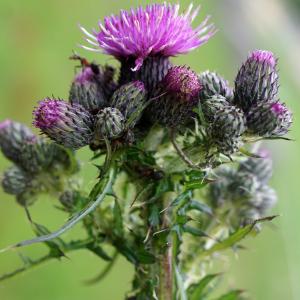 Photographie n°2421051 du taxon Cirsium palustre (L.) Scop. [1772]