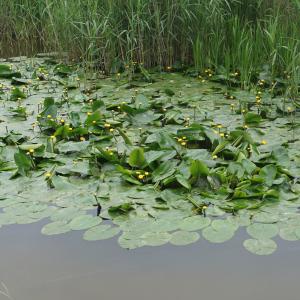 Photographie n°2421057 du taxon Nuphar lutea (L.) Sm. [1809]