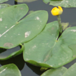 Photographie n°2421060 du taxon Nuphar lutea (L.) Sm. [1809]