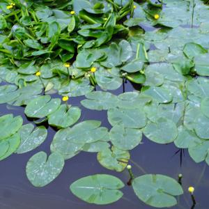 Photographie n°2421061 du taxon Nuphar lutea (L.) Sm. [1809]