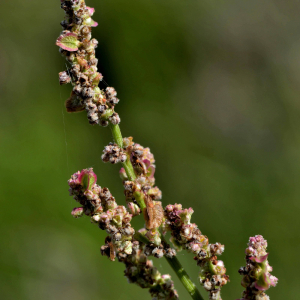 Photographie n°2421094 du taxon Rumex acetosella L. [1753]