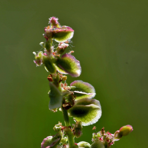 Photographie n°2421096 du taxon Rumex acetosella L. [1753]